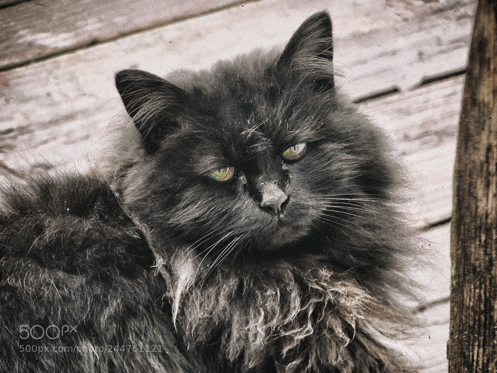Sony Cyber-shot DSC-HX300 sample photo. Mama cat photography
