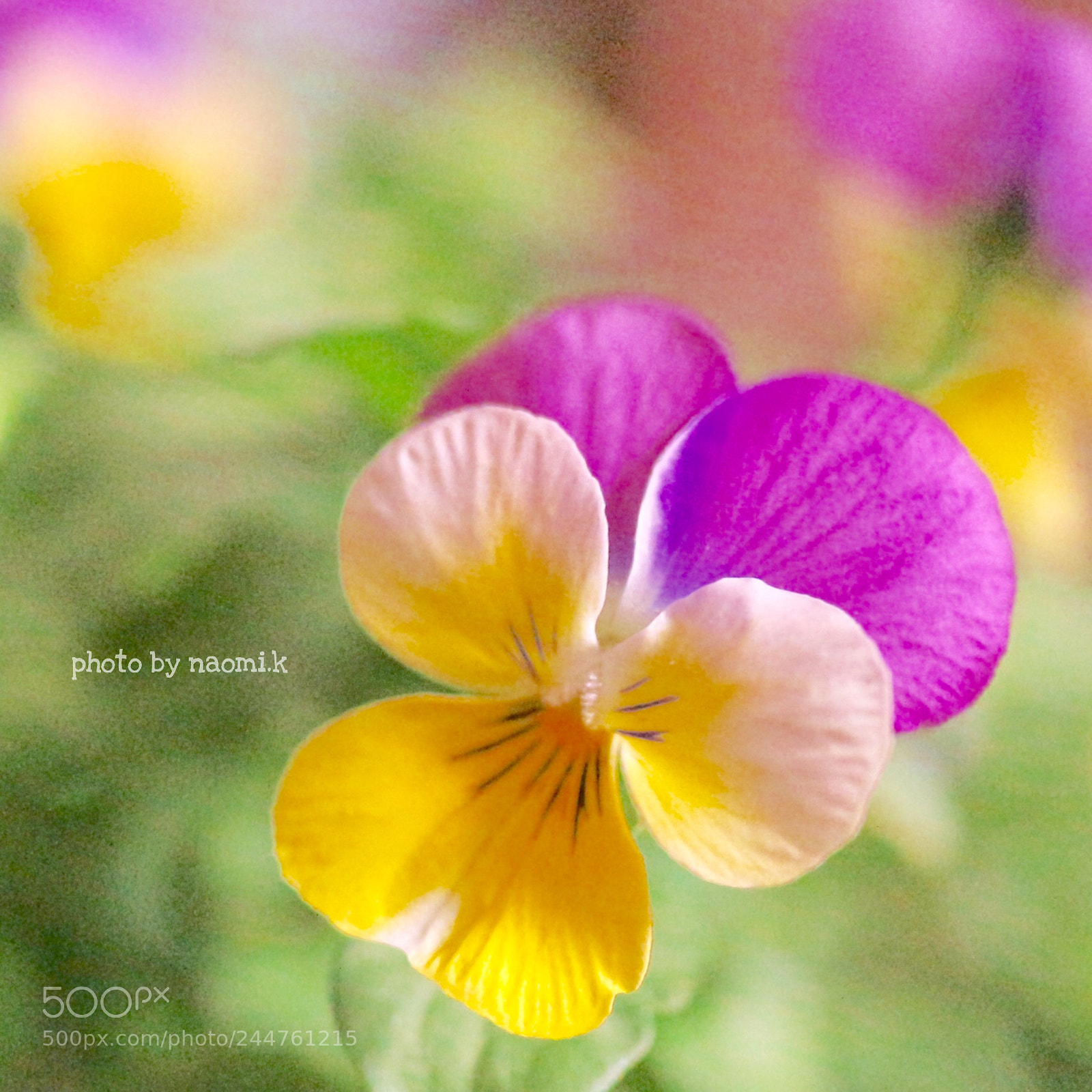 Canon EOS M10 sample photo. Viola photography