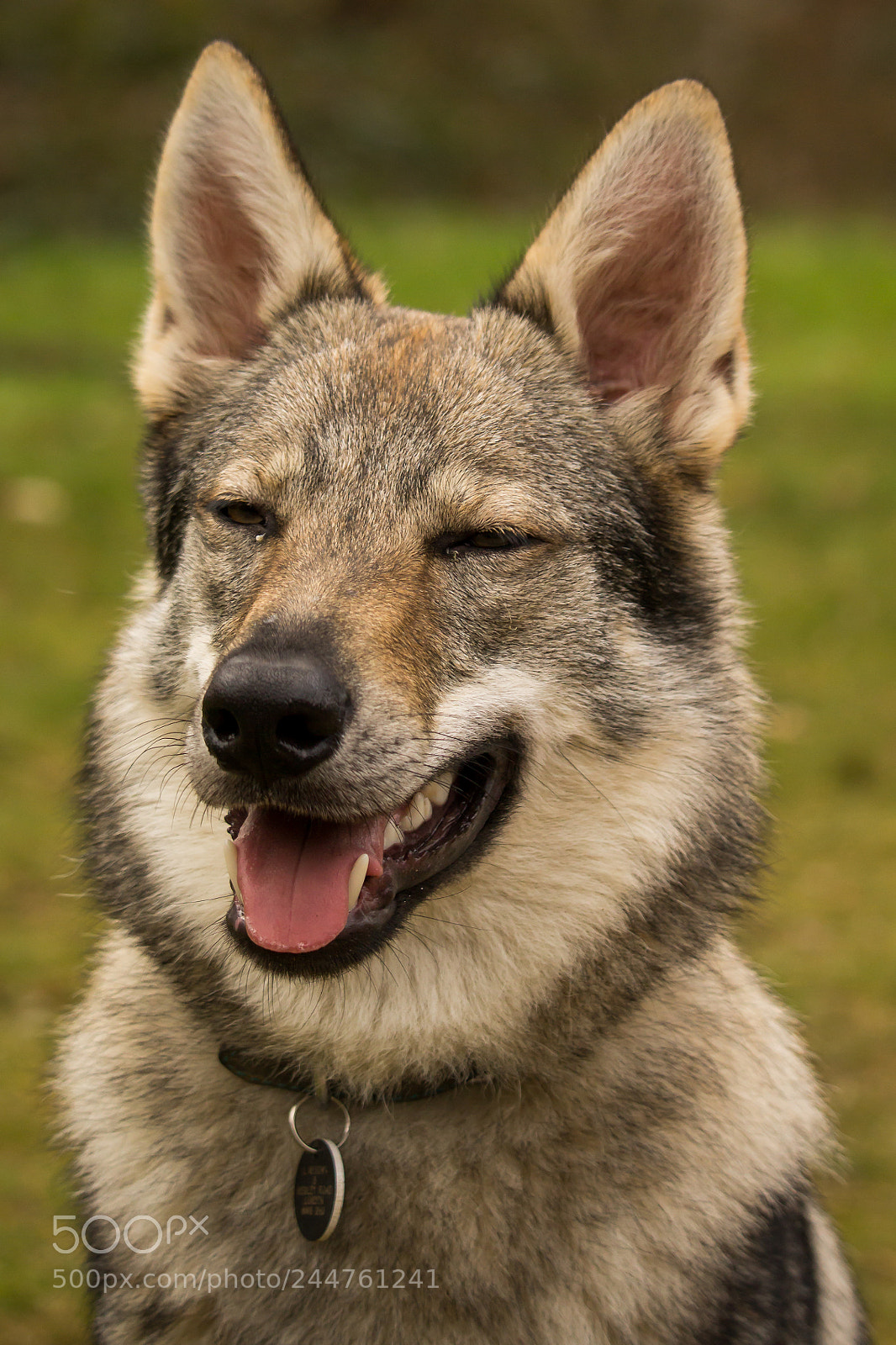 Canon EOS 1200D (EOS Rebel T5 / EOS Kiss X70 / EOS Hi) sample photo. Muttley photography
