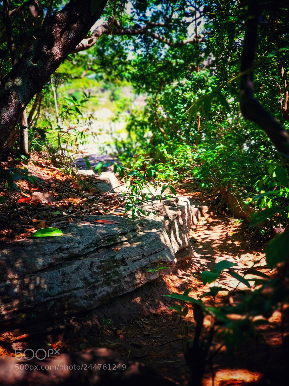 Xiaomi MI6 sample photo. A hidden path. photography