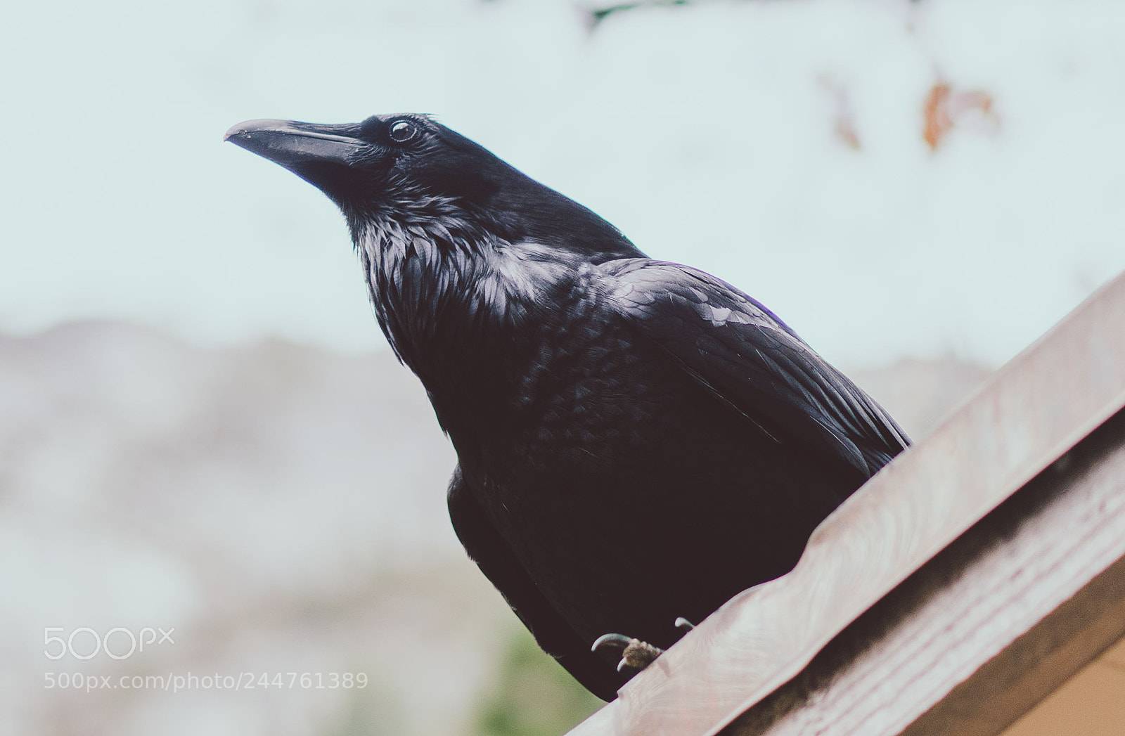 Sony a7R II sample photo. Dsc photography