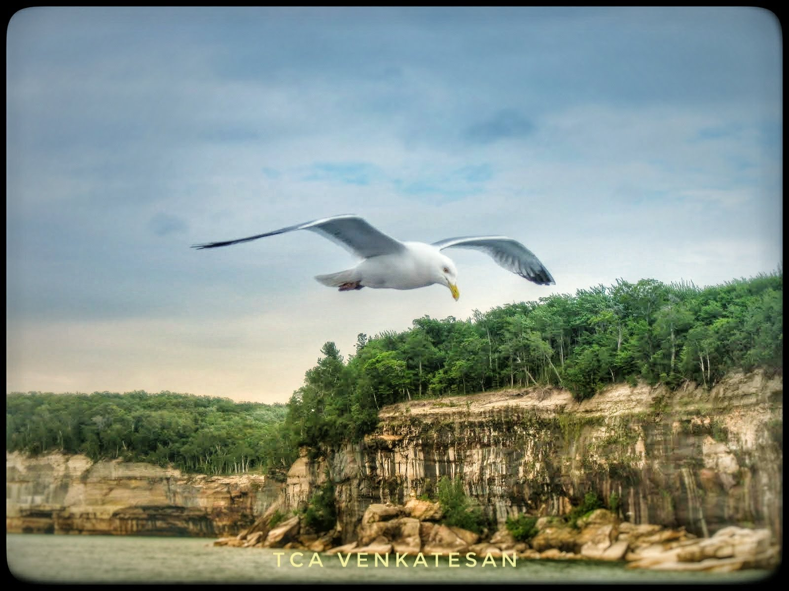 Canon PowerShot A1000 IS sample photo. Gull over lake superior photography