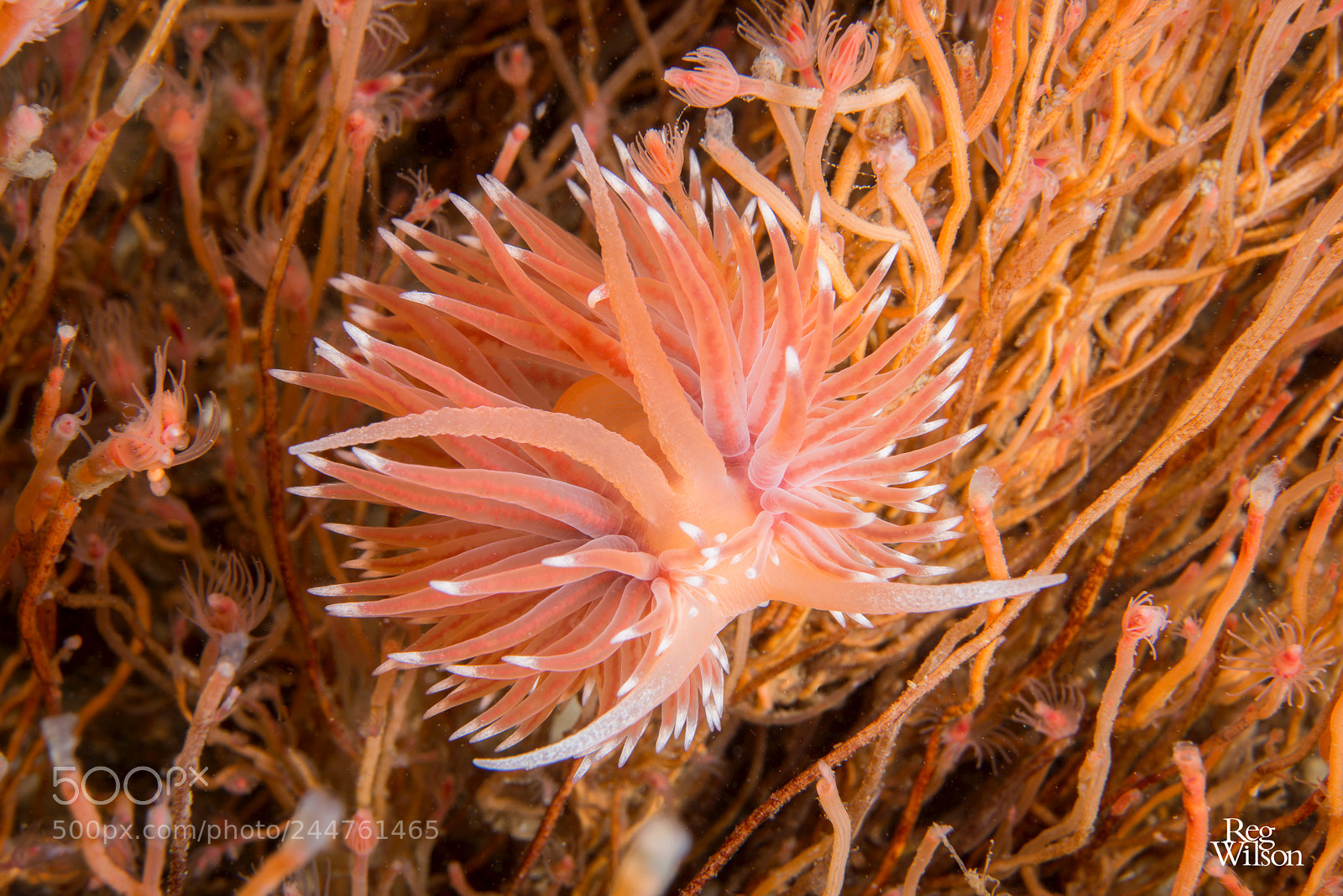 Nikon D800E sample photo. Nudi headshot photography