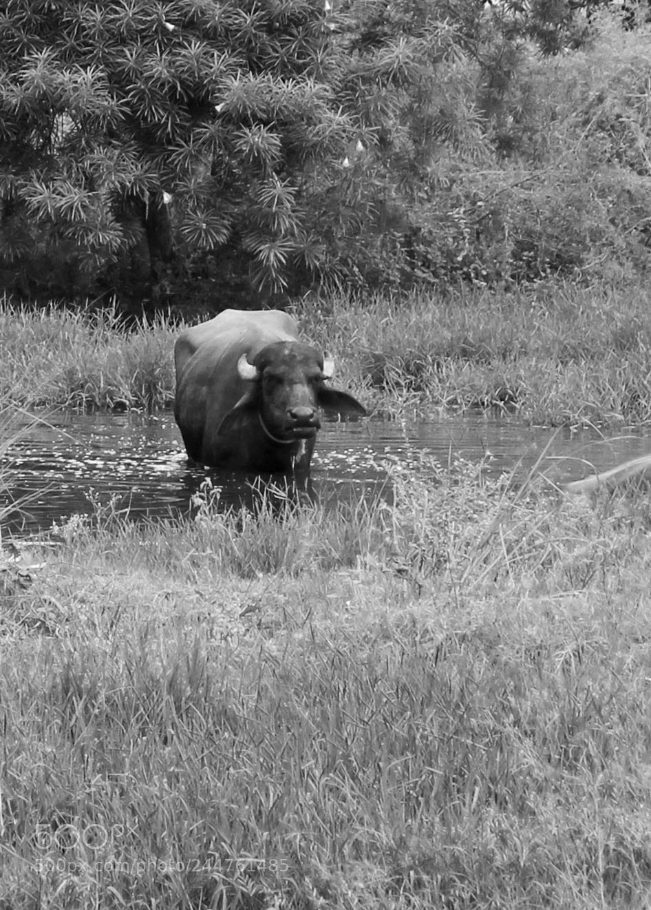 Canon EOS 600D (Rebel EOS T3i / EOS Kiss X5) sample photo. Water buffalo photography