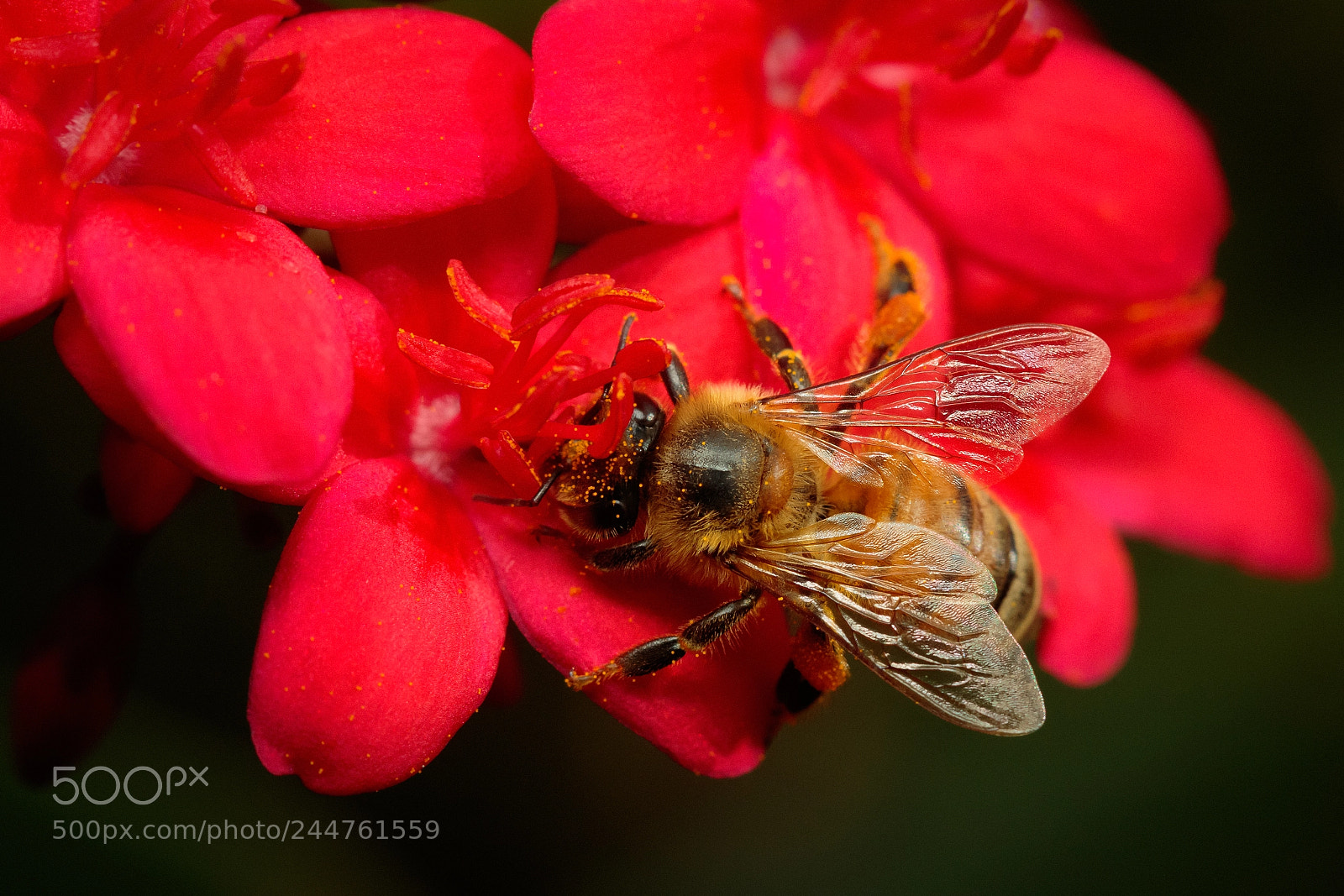Canon EOS 7D Mark II sample photo. Honey bee photography