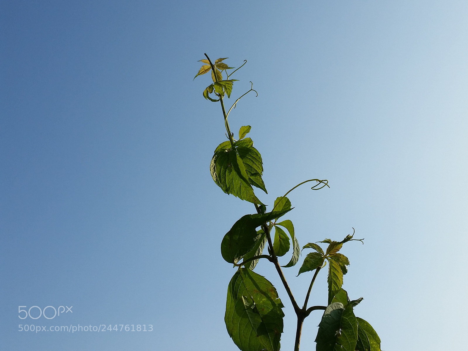 Samsung Galaxy S5 sample photo. Life photography