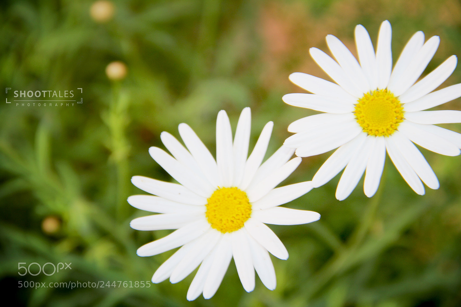 Canon EOS 60D sample photo. 10.jpg photography