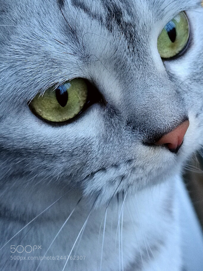 HUAWEI Mate 8 sample photo. Untitled photography