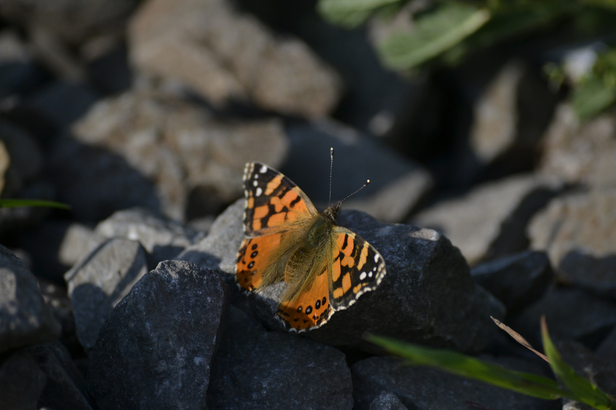 Nikon D3100 sample photo. 37087978391 photography