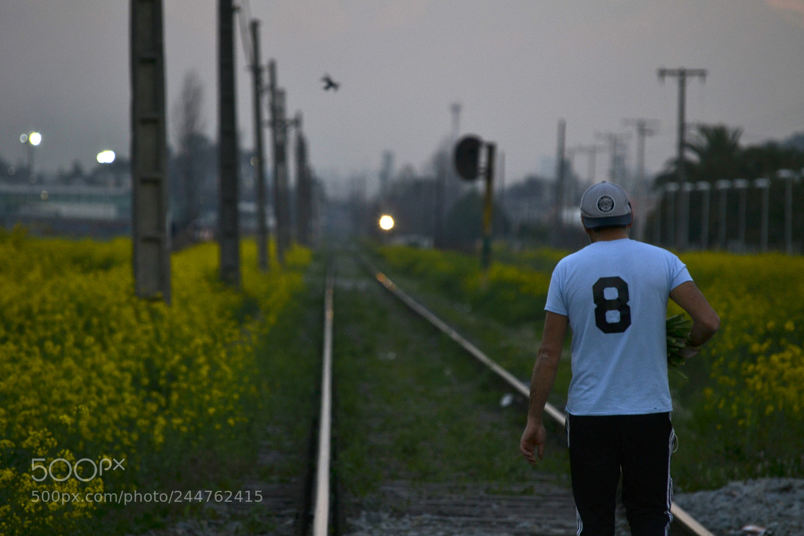 Nikon D3100 sample photo. 36789688521.jpg photography