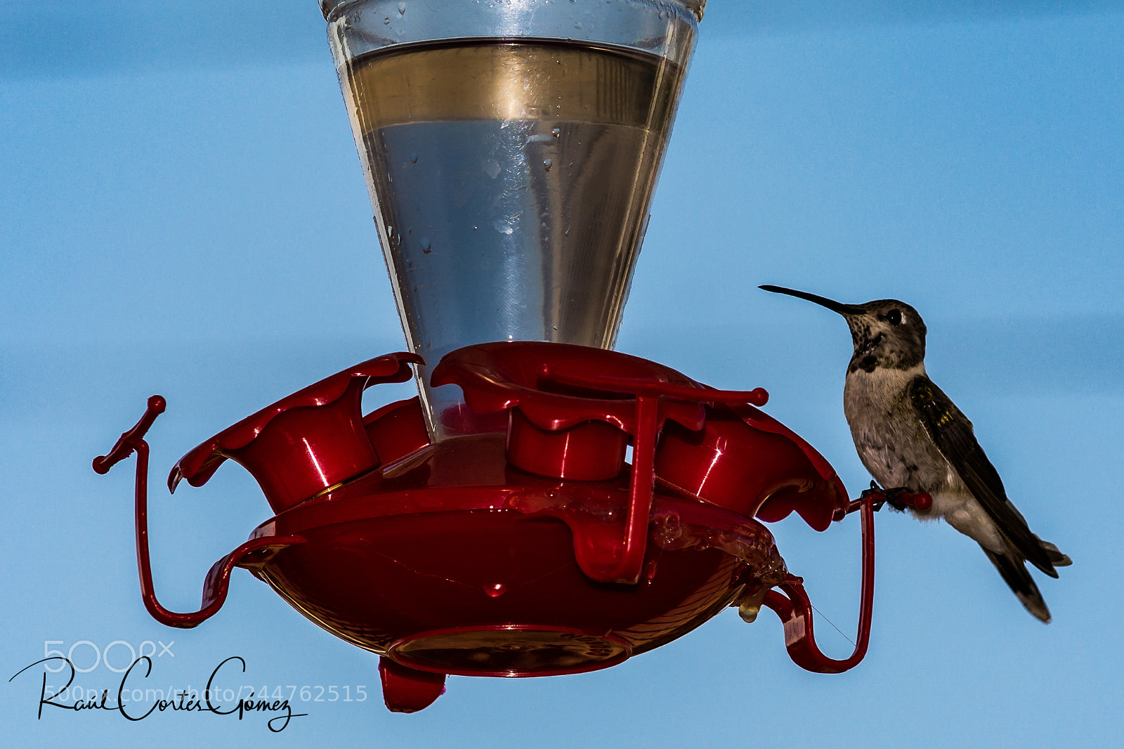 Nikon D7100 sample photo. Colibri 1 photography