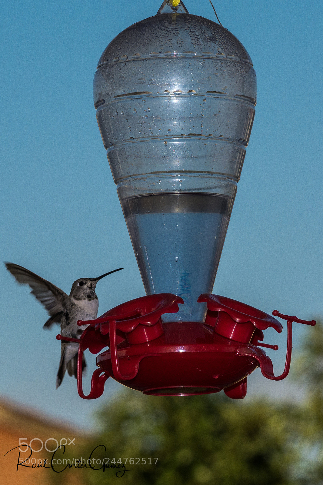 Nikon D7100 sample photo. Colibri 2 photography