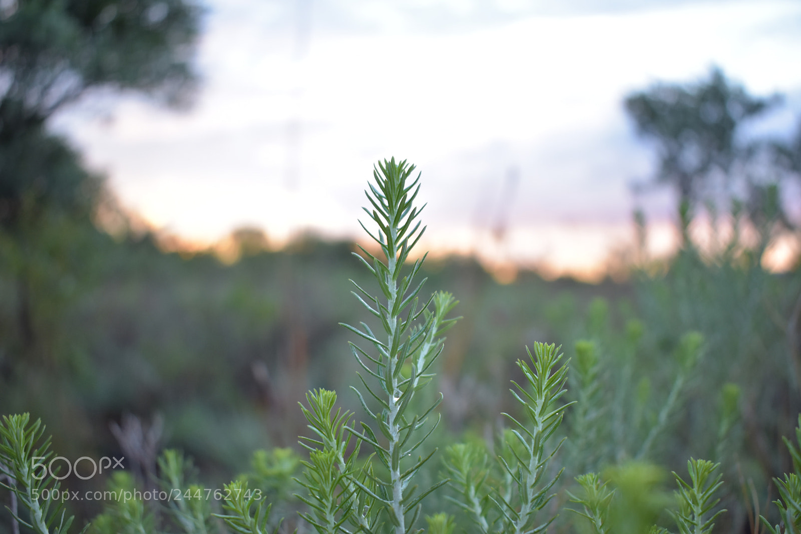 Nikon D3400 sample photo. Green plant at sunset. photography