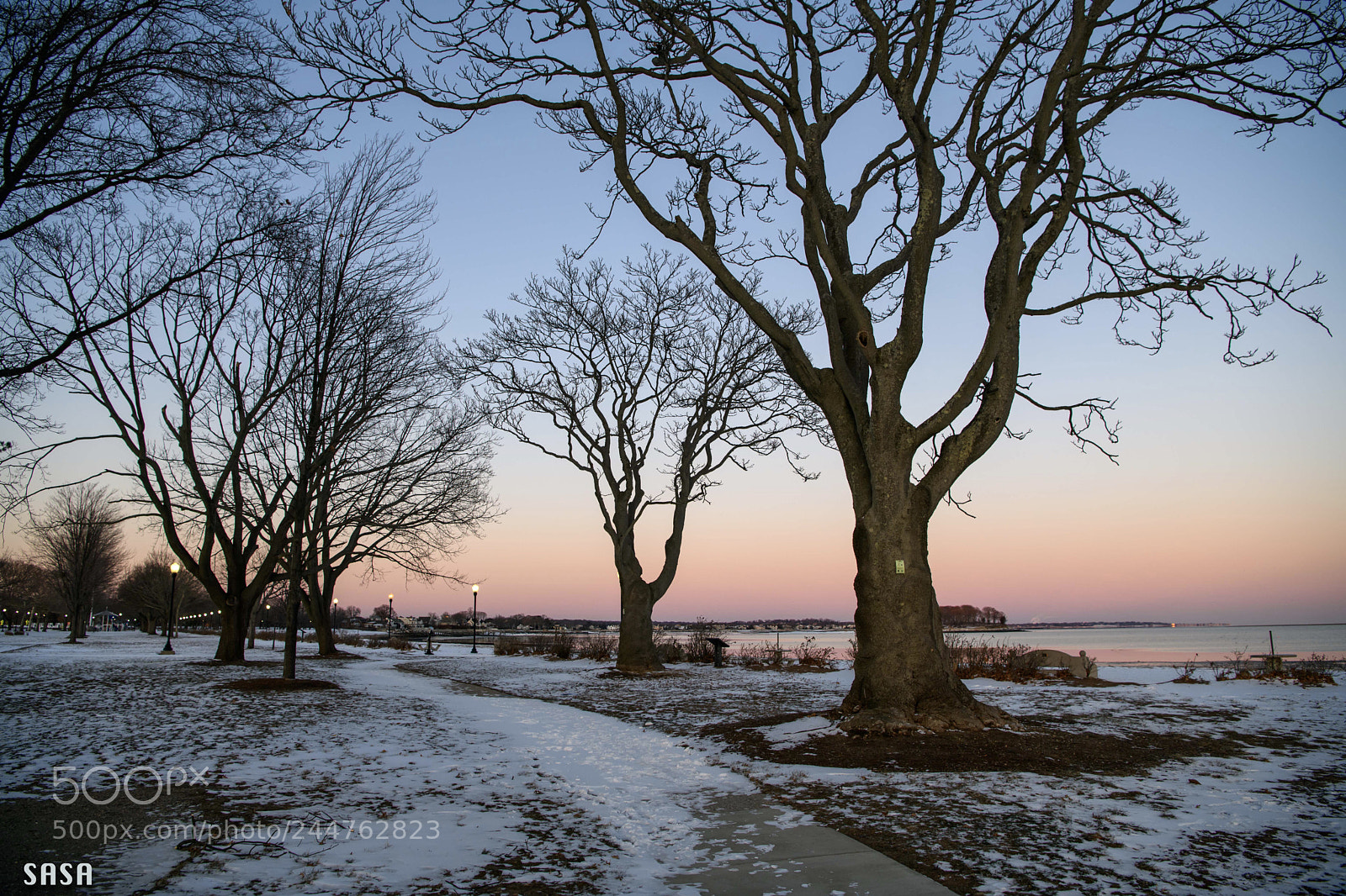 Nikon D850 sample photo. Trees photography