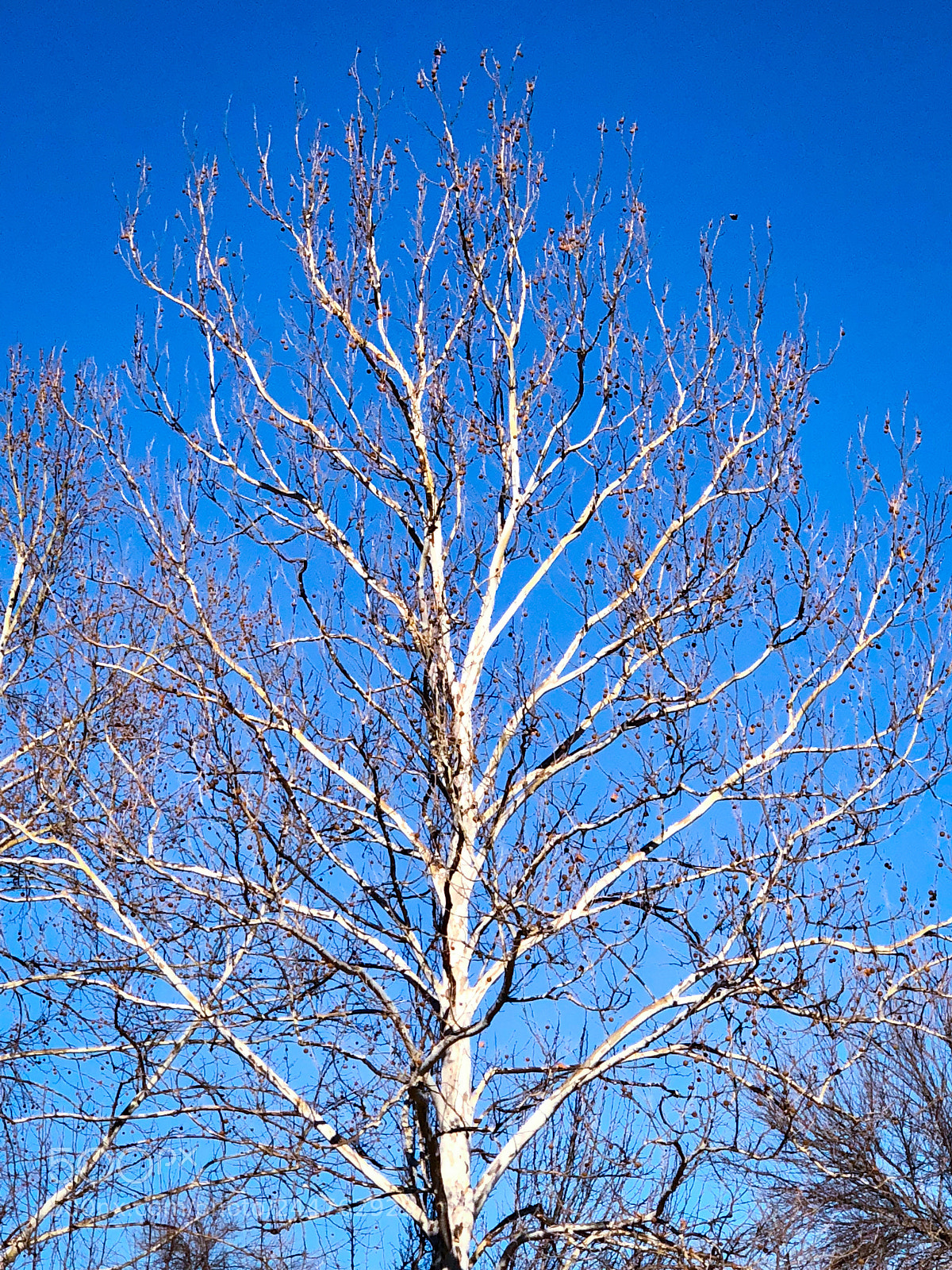 Apple iPhone X sample photo. Down the street photography