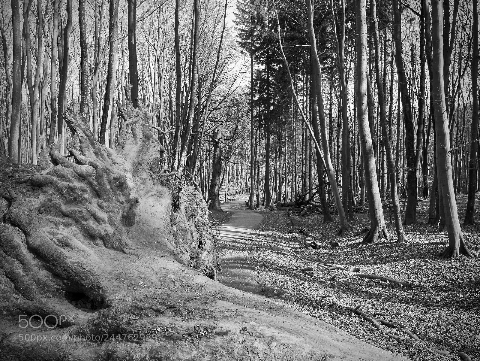 Leica D-Lux (Typ 109) sample photo. A woodland walkway photography