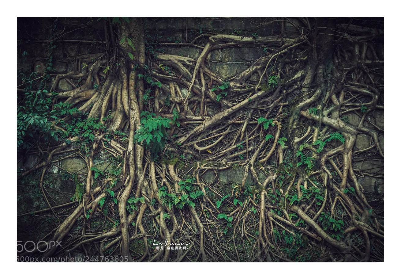 Sony a7 II sample photo. Untitled photography