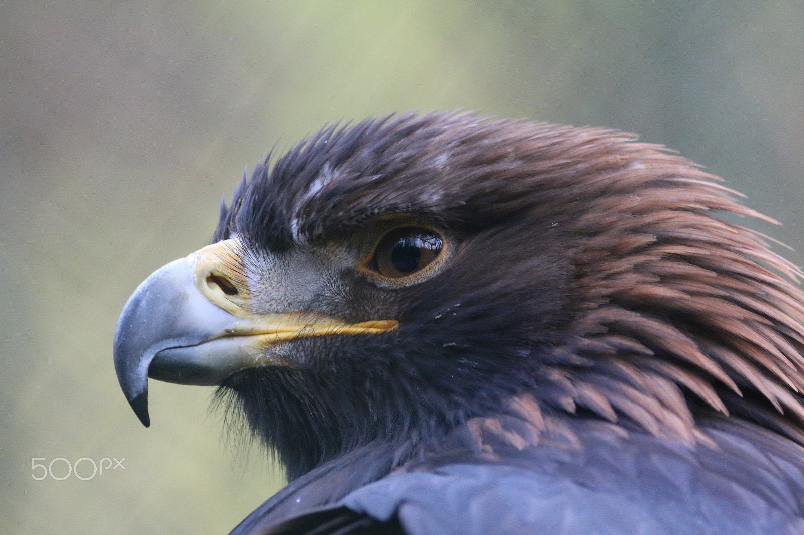 Sigma 150-600mm F5-6.3 DG OS HSM | C sample photo. Golden eagle photography