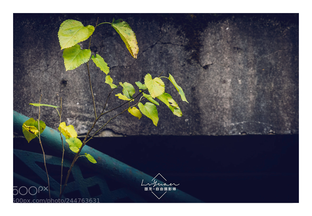 Sony a7 II sample photo. Untitled photography