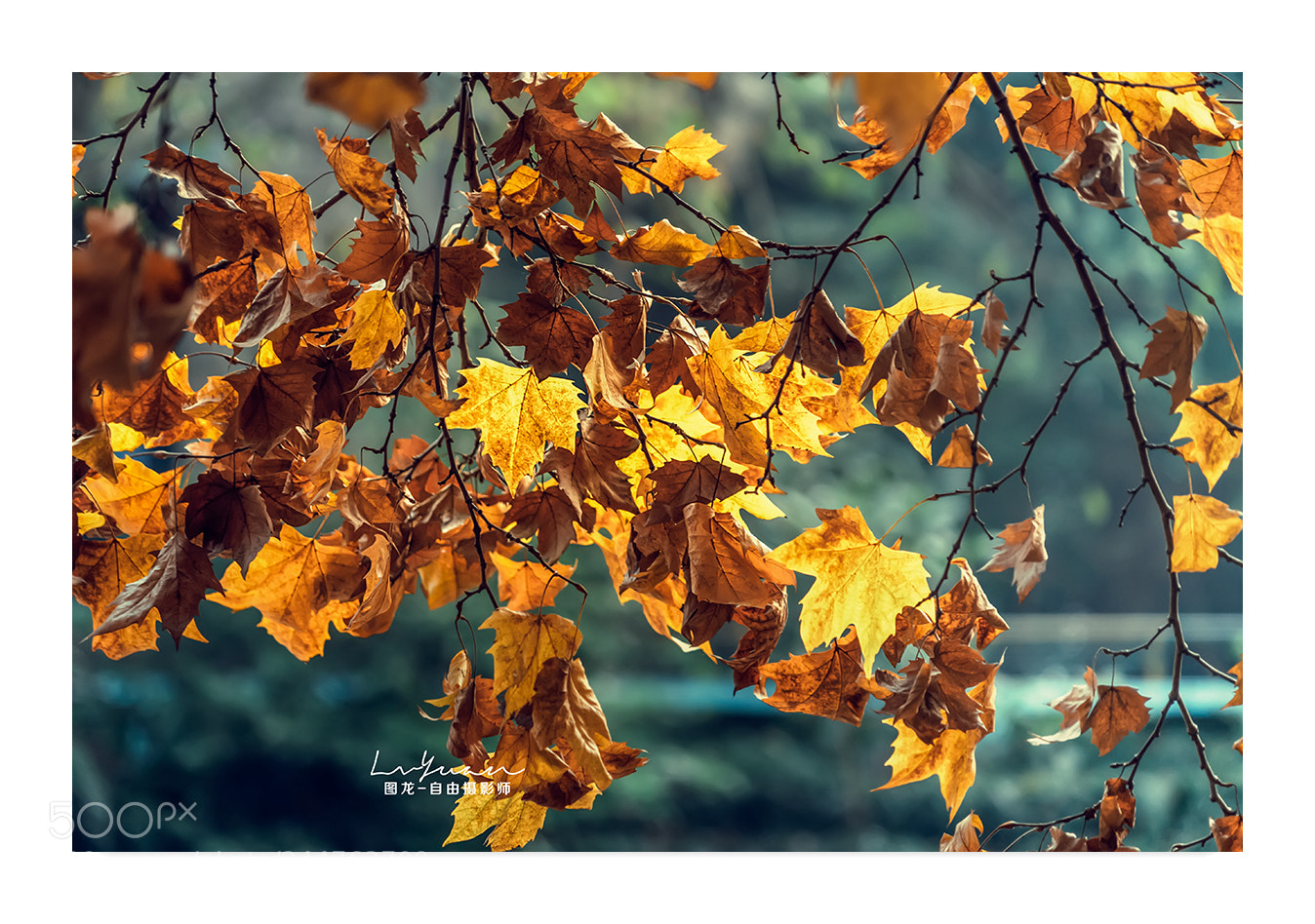 Sony a7 II sample photo. Untitled photography
