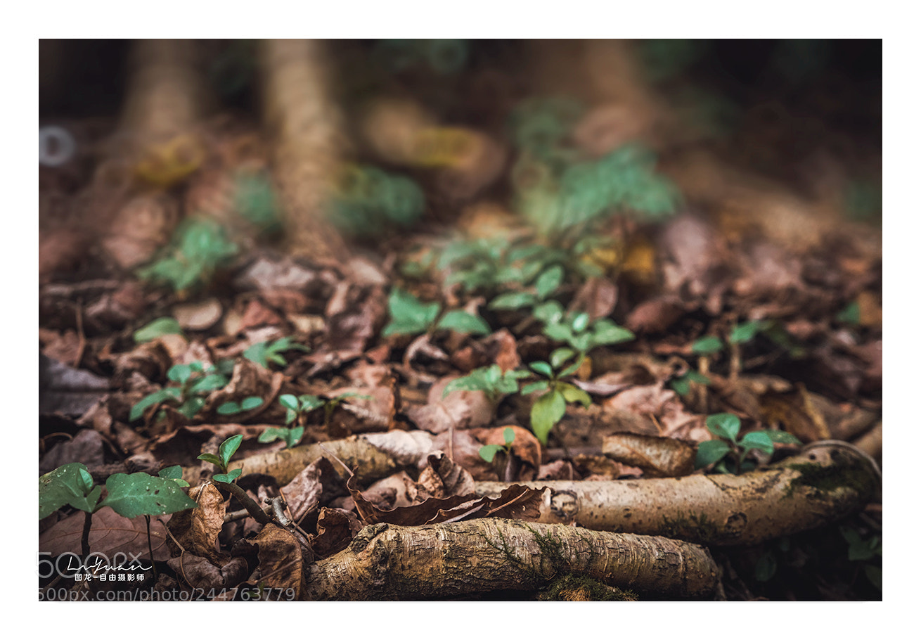 Sony a7 II sample photo. Untitled photography