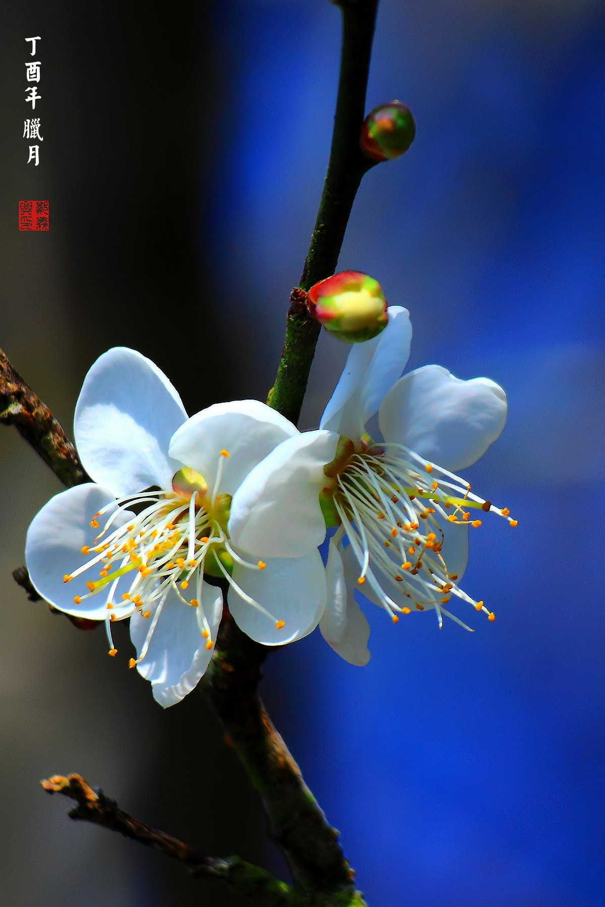 Canon EF-S 55-250mm F4-5.6 IS sample photo. 春梅 photography