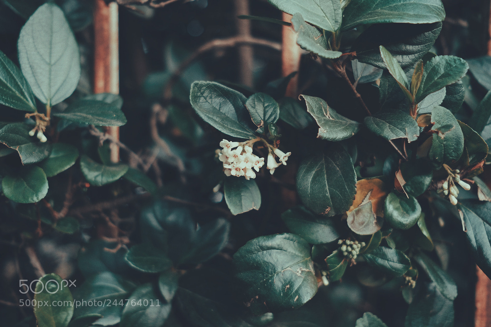 Fujifilm X-Pro2 sample photo. Iron bars photography