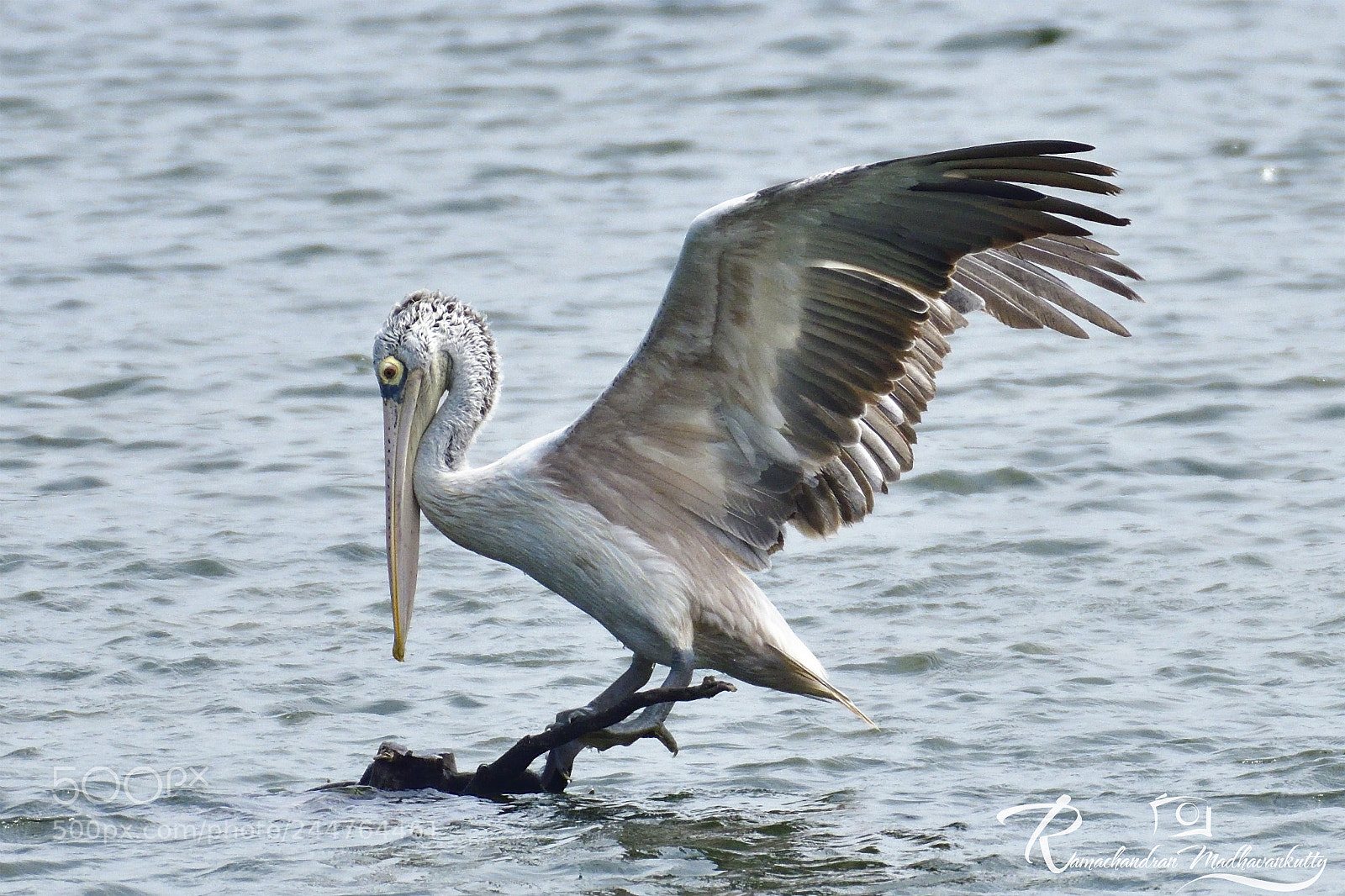 Nikon D500 sample photo. Spot-billed pelican - landing photography