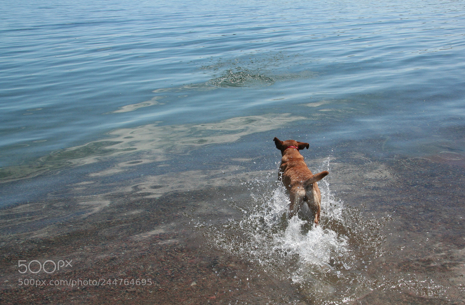 Canon EOS 350D (EOS Digital Rebel XT / EOS Kiss Digital N) sample photo. Dog swimming photography