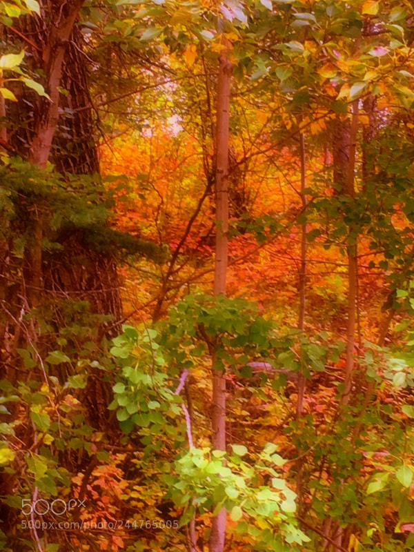 Apple iPhone 6s sample photo. Autumn splendor photography