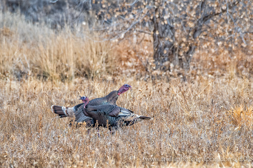Nikon D500 sample photo. Wild turkey crossing photography