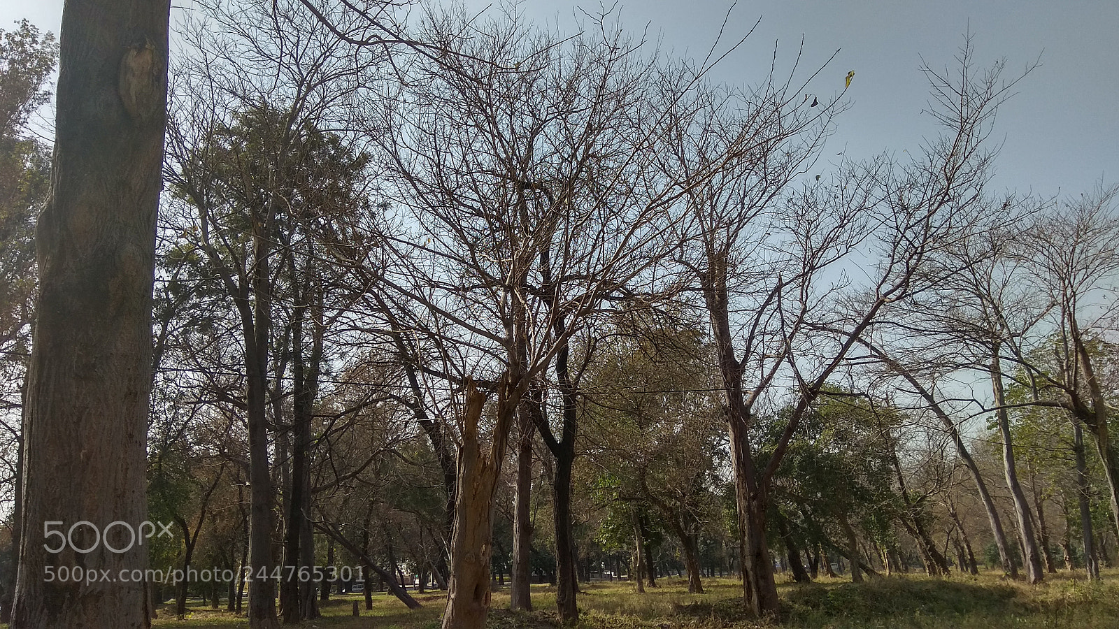 Xiaomi Redmi Note 4 sample photo. Autumn photography