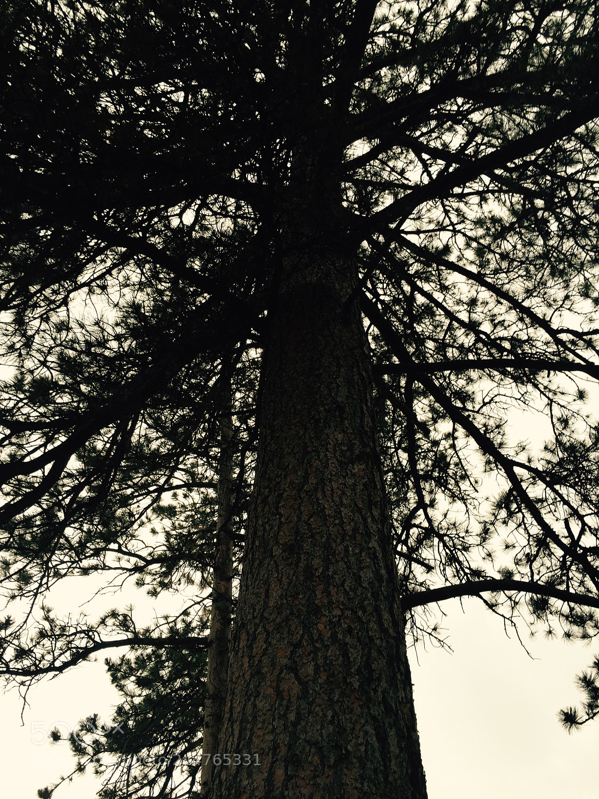 Apple iPhone 6 sample photo. Colorado trees photography