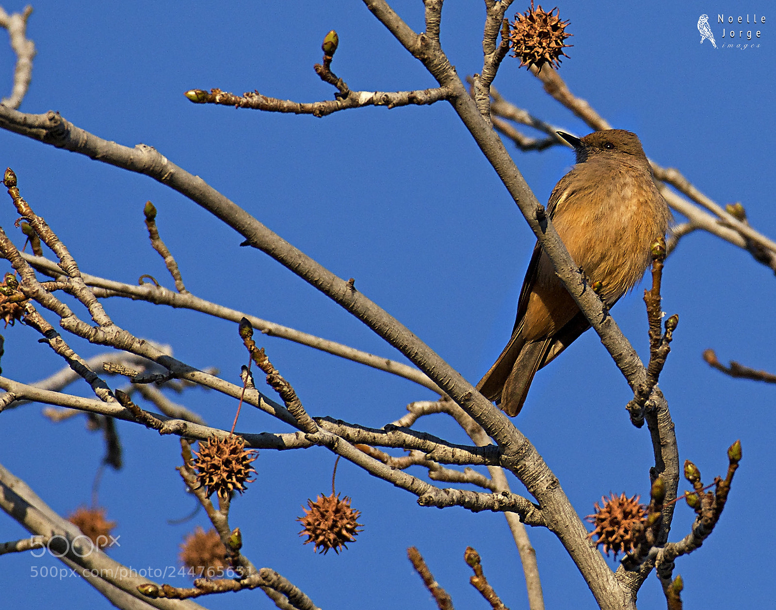 Nikon D500 sample photo. Say s phoebe perched photography