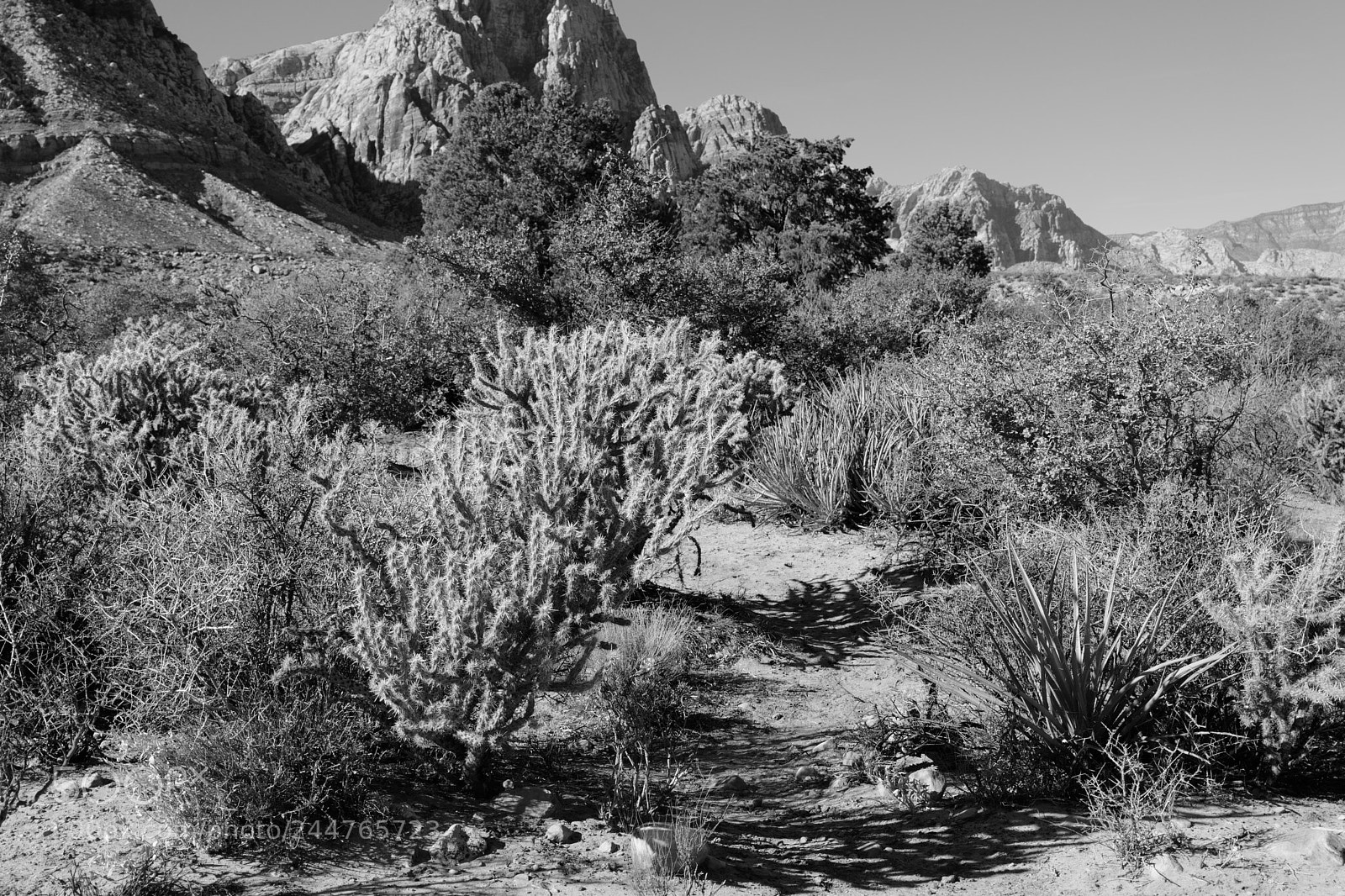Leica CL sample photo. Calico basin nv photography