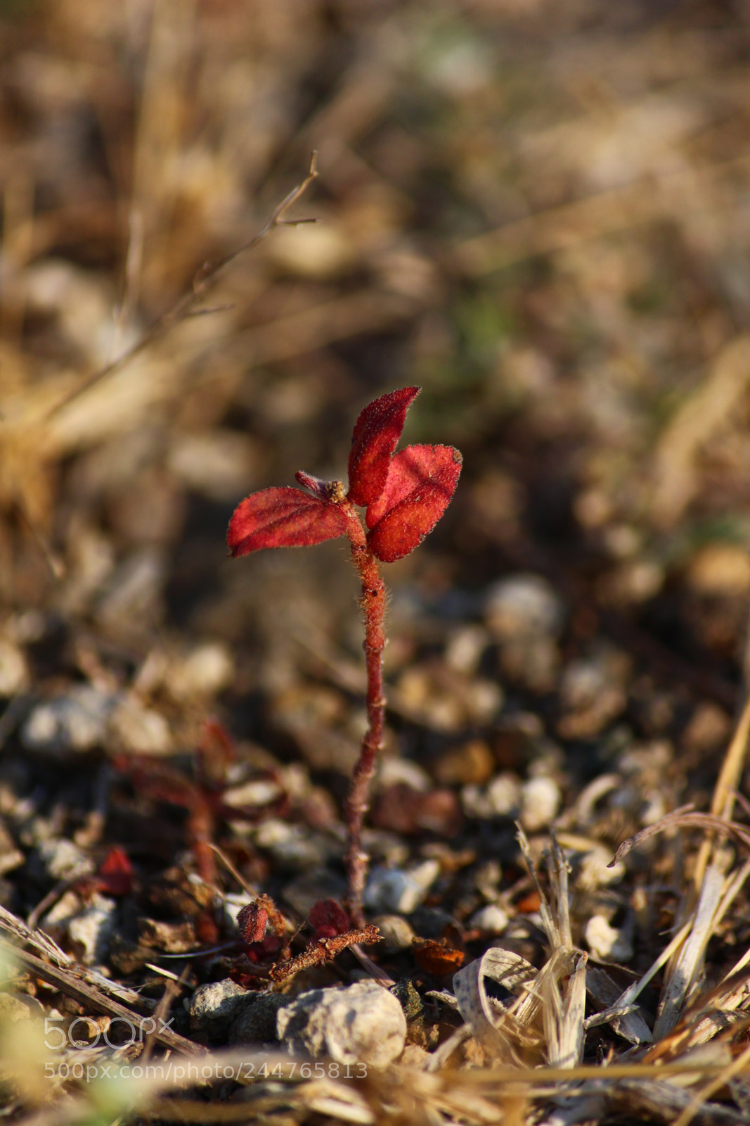 Canon EF-S 55-250mm F4-5.6 IS II sample photo. Alone photography