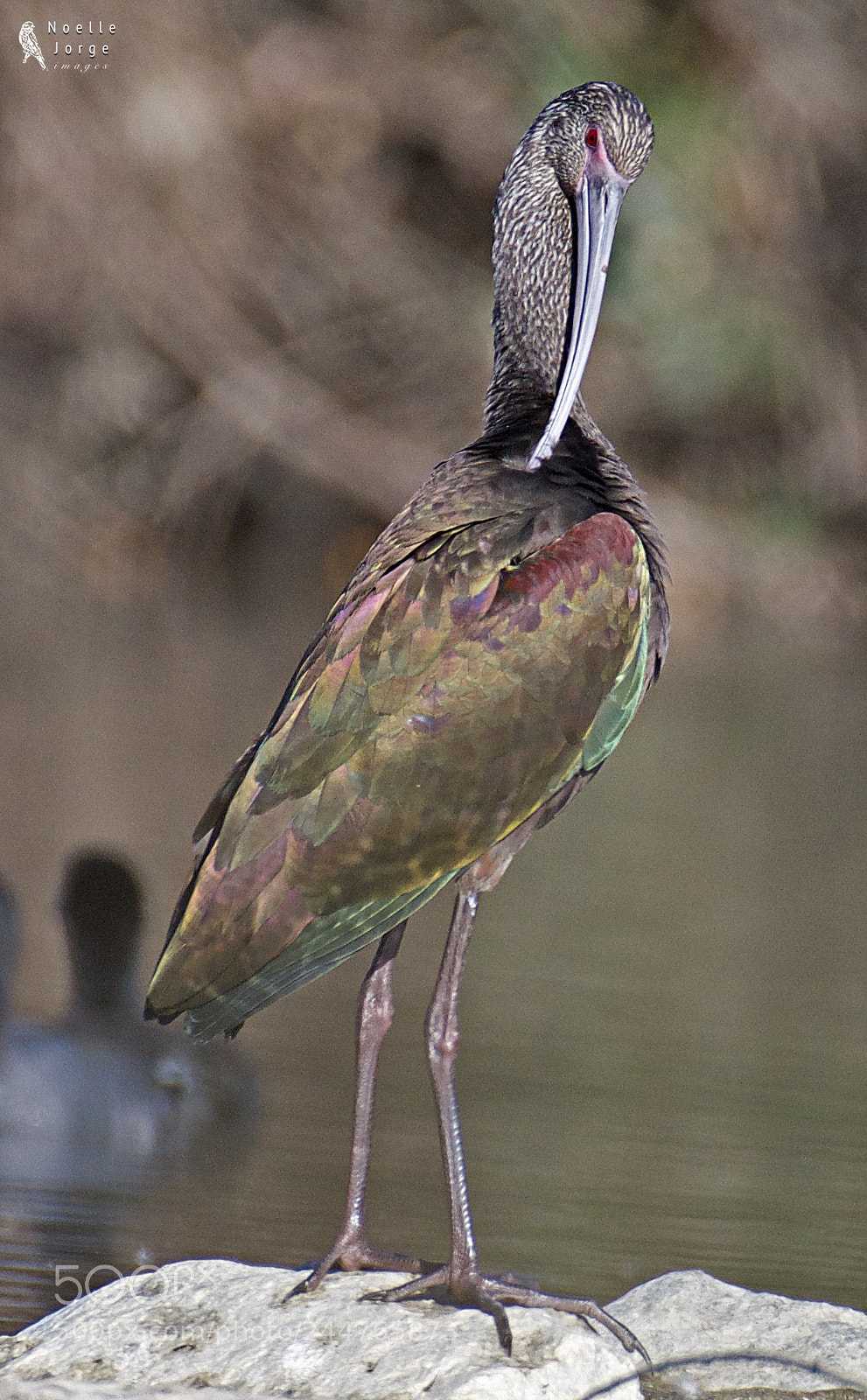 Nikon D500 sample photo. White-faced ibis preens its photography