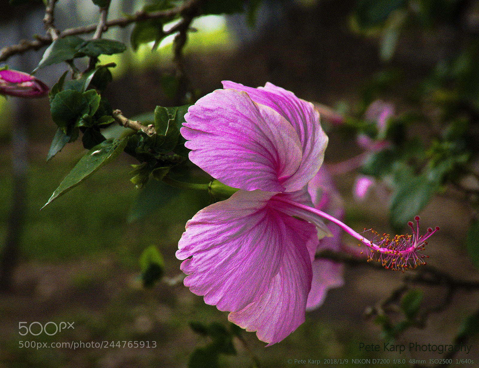Nikon D7200 sample photo. Asian hibiscus photography