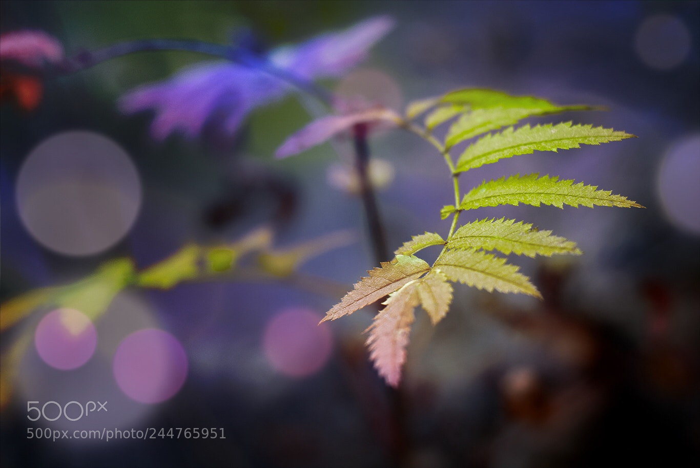 Nikon D80 sample photo. Branches photography