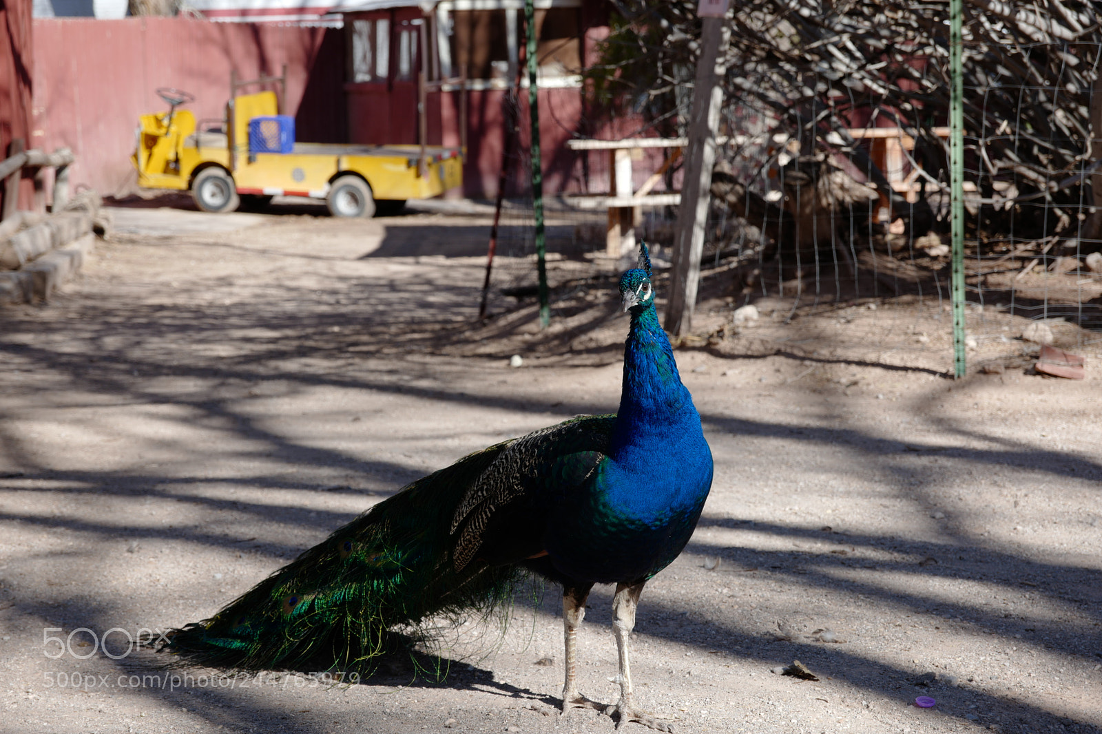 Leica CL sample photo. Bonnie springs ranch nv photography