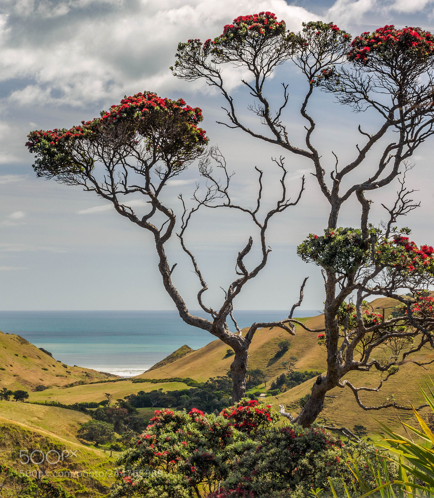 Olympus OM-D E-M1 sample photo. New zealand xmas tree photography