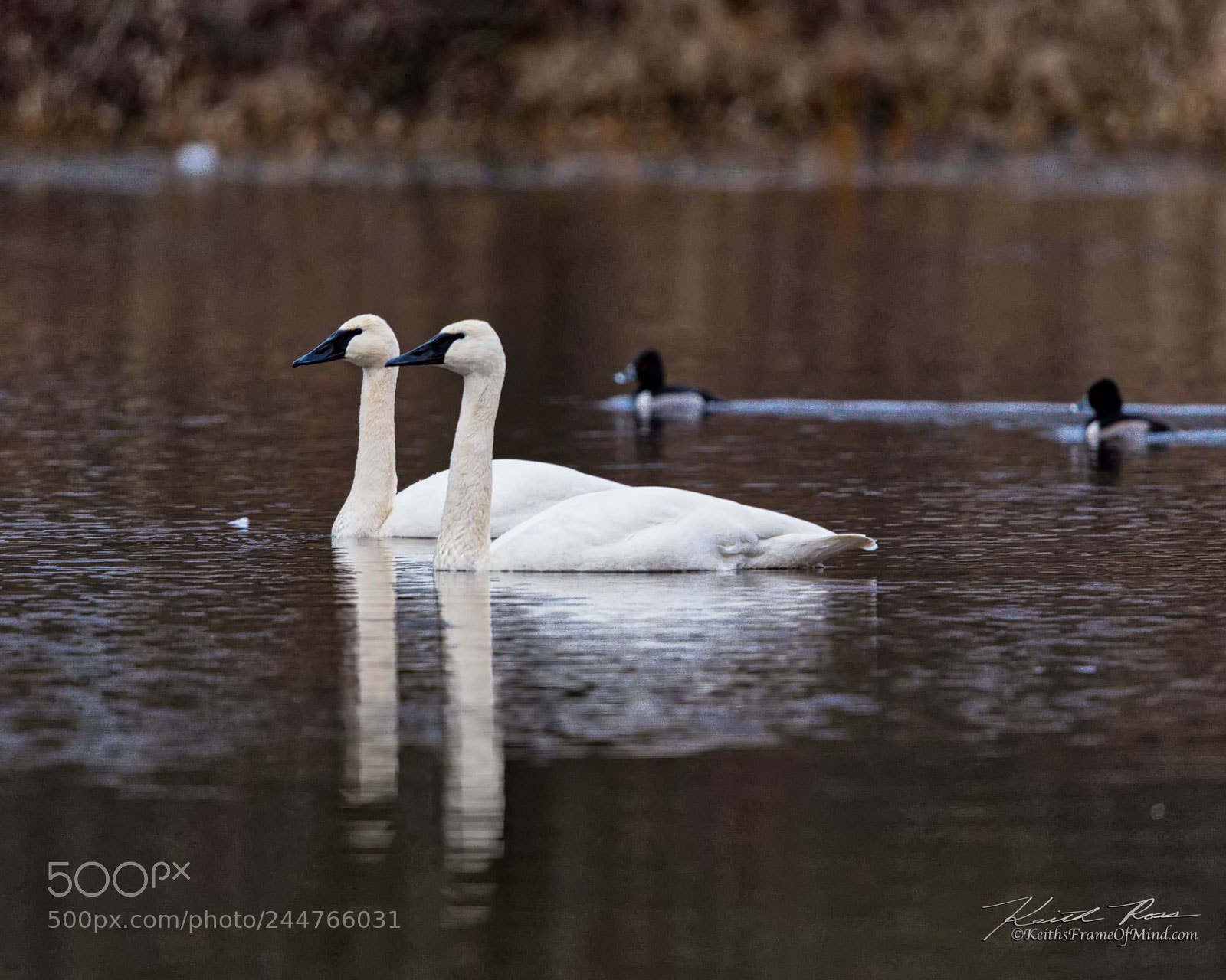 Canon EOS-1D X Mark II sample photo. Trumpeter swans - sequim photography