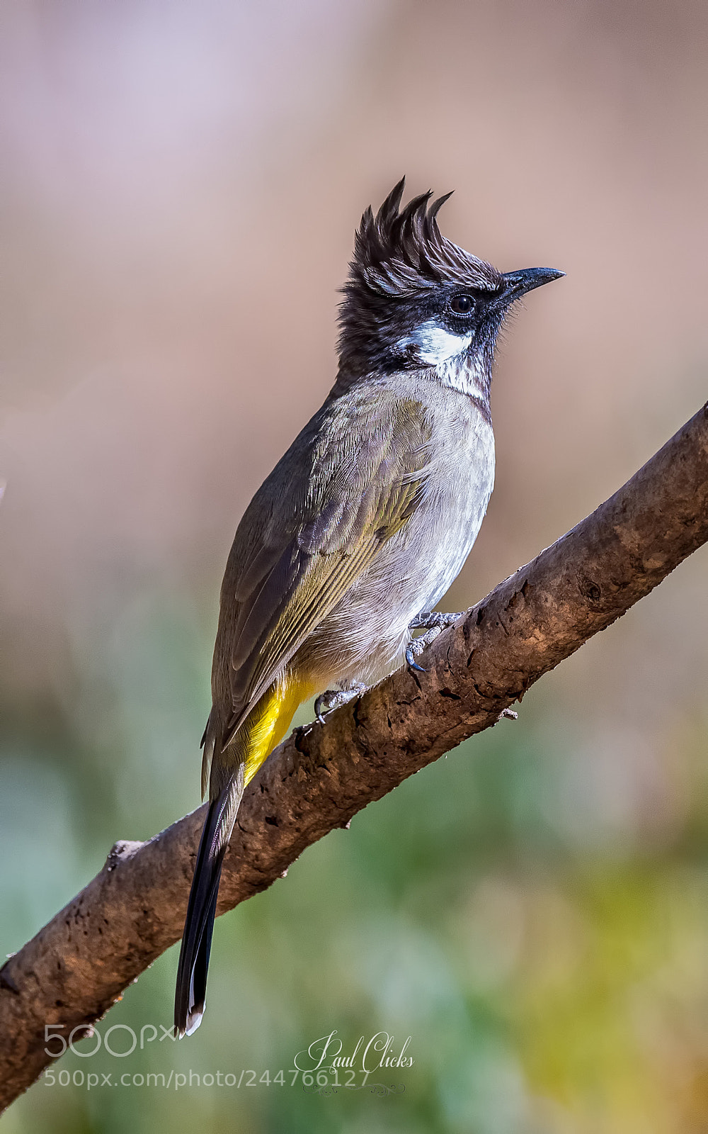 Nikon D500 sample photo. Himalayan bulbul photography