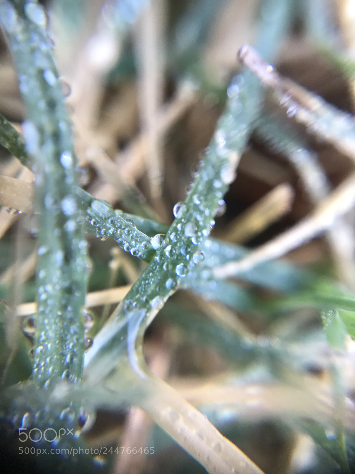 Apple iPhone 7 Plus sample photo. Morning dew photography