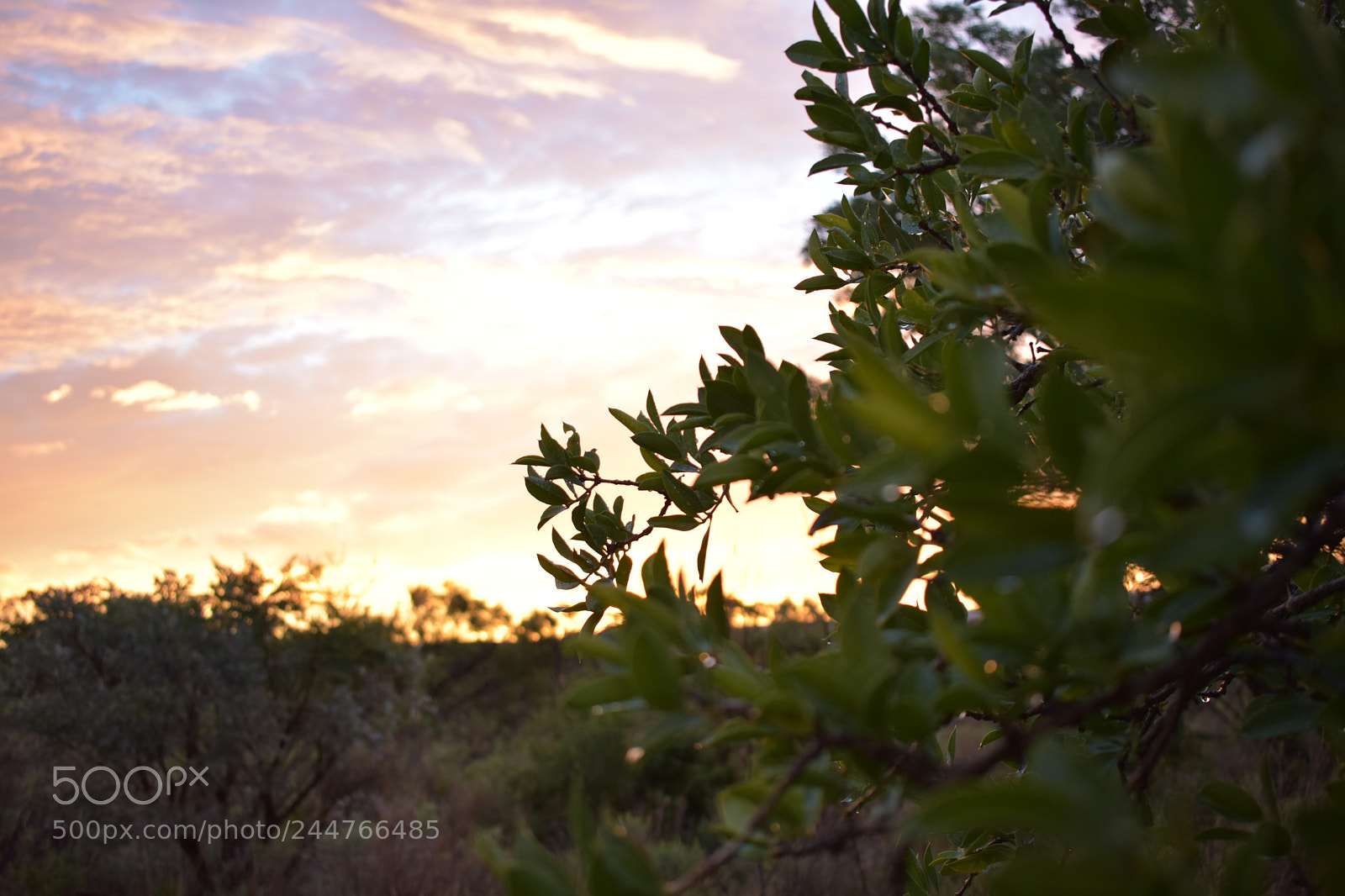 Nikon D3400 sample photo. Sunset behind the tree photography