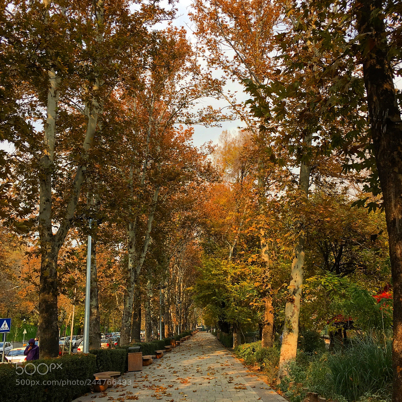 Apple iPhone 6s Plus sample photo. Autumn street photography