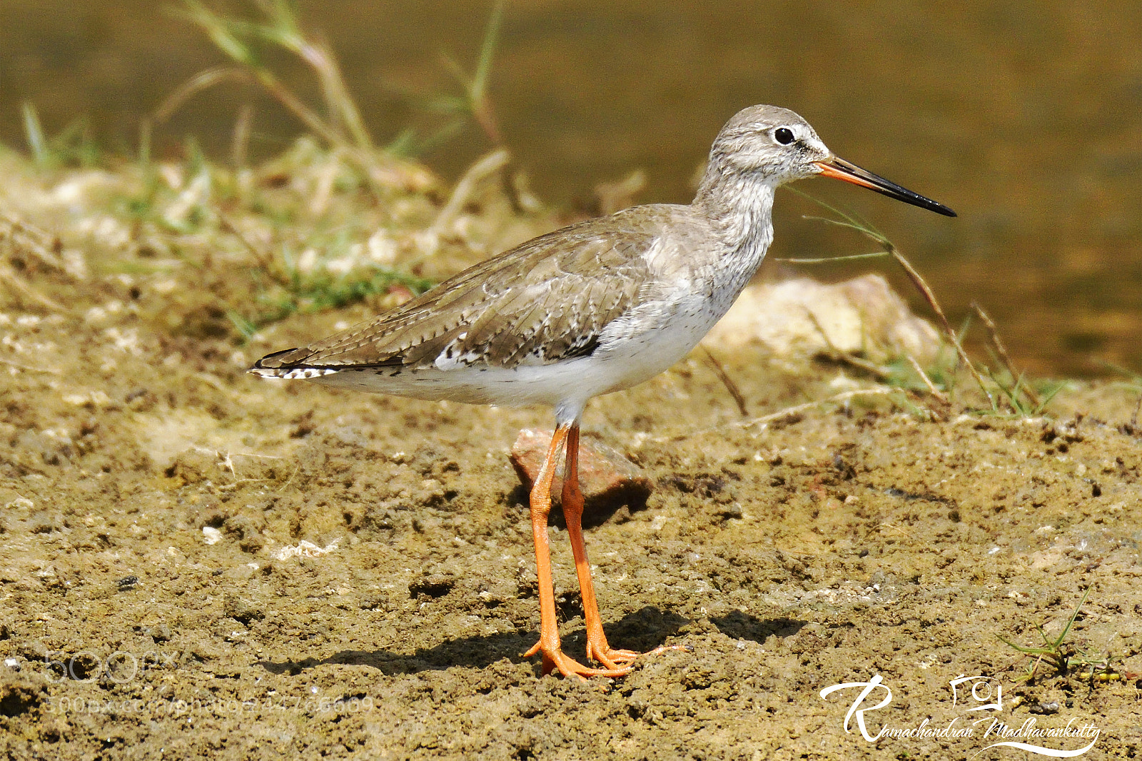Nikon D500 sample photo. Spotted red shank photography