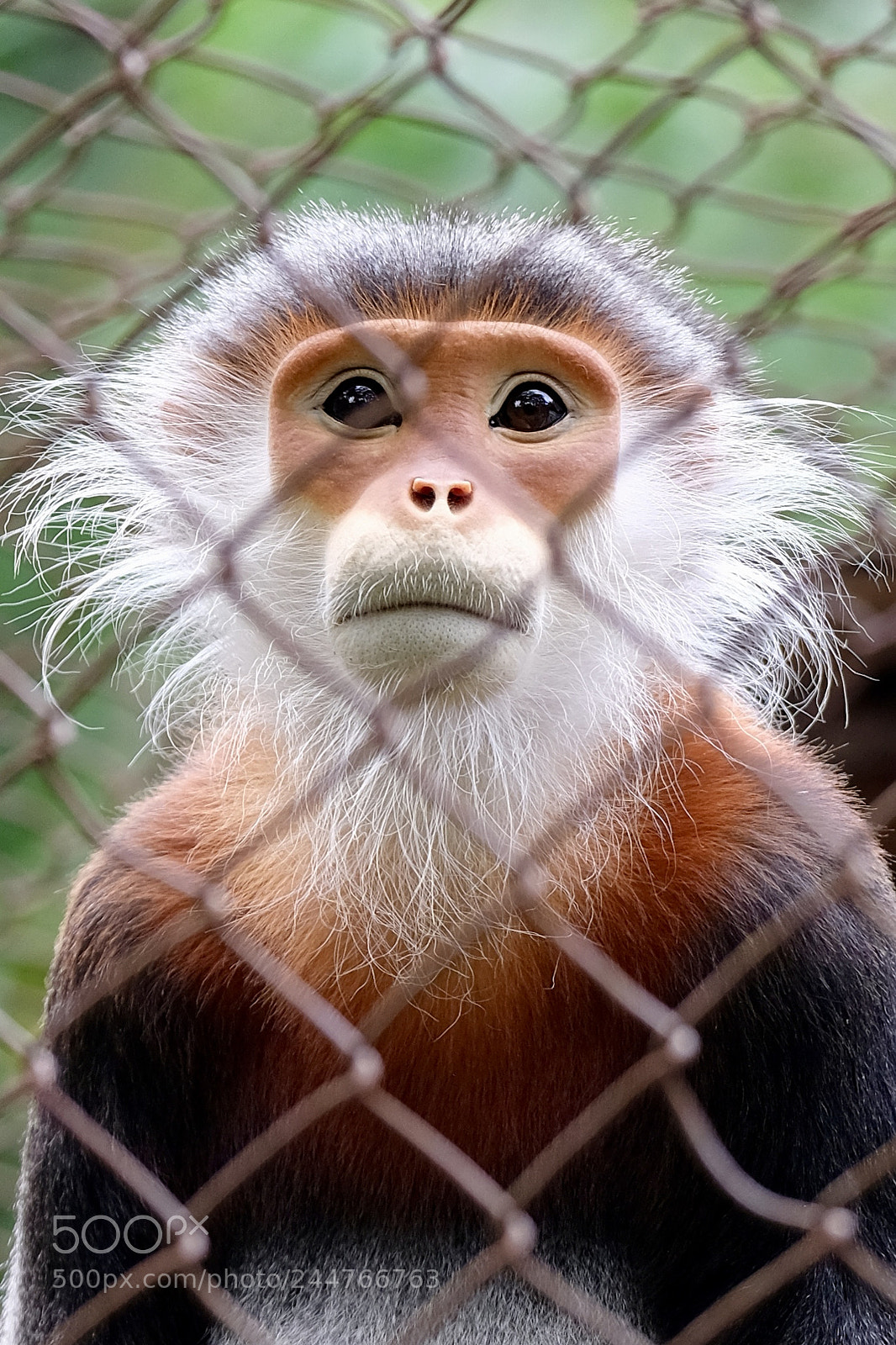 Fujifilm X-T2 sample photo. Trachypithecus francoisi photography