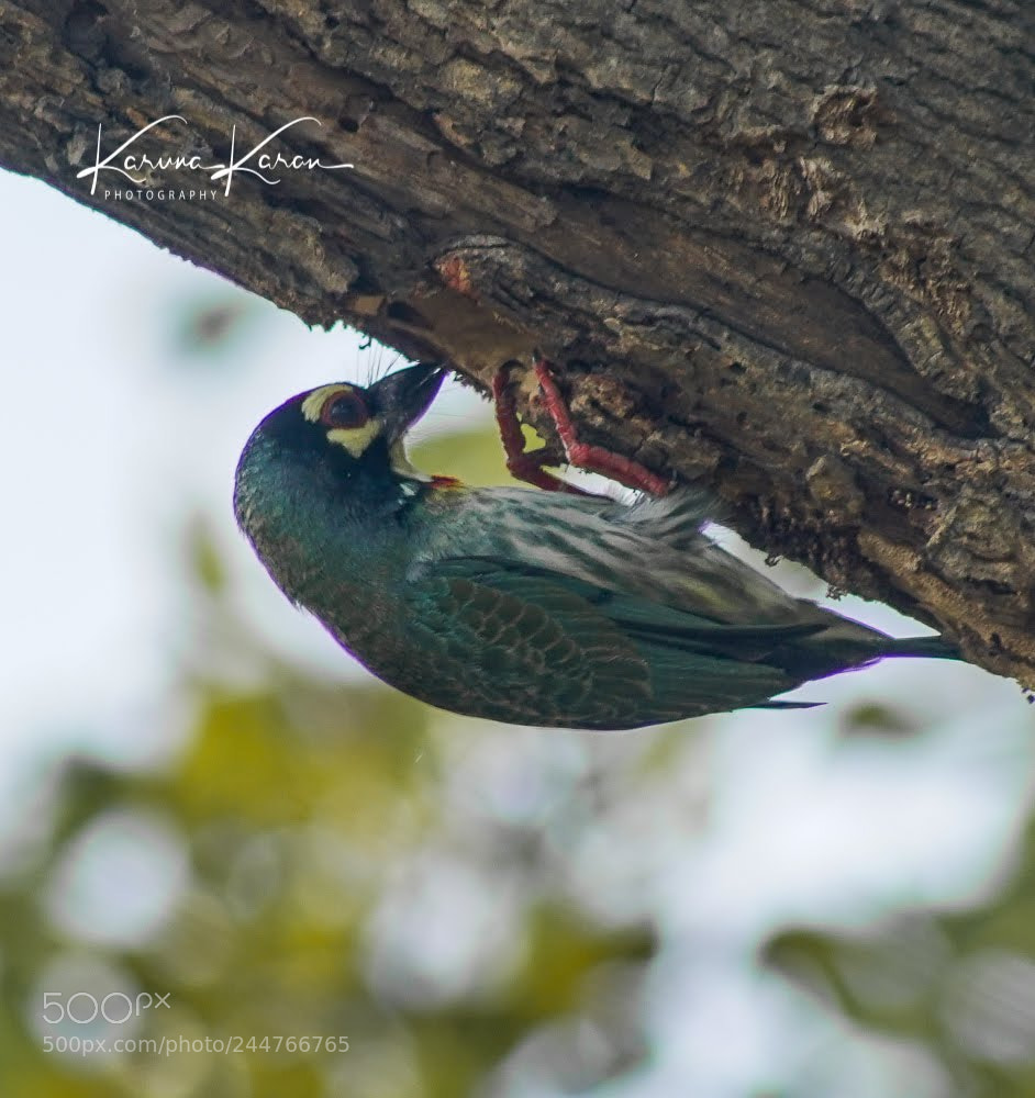 Sony a99 II sample photo. Coppersmith barbet !!! photography