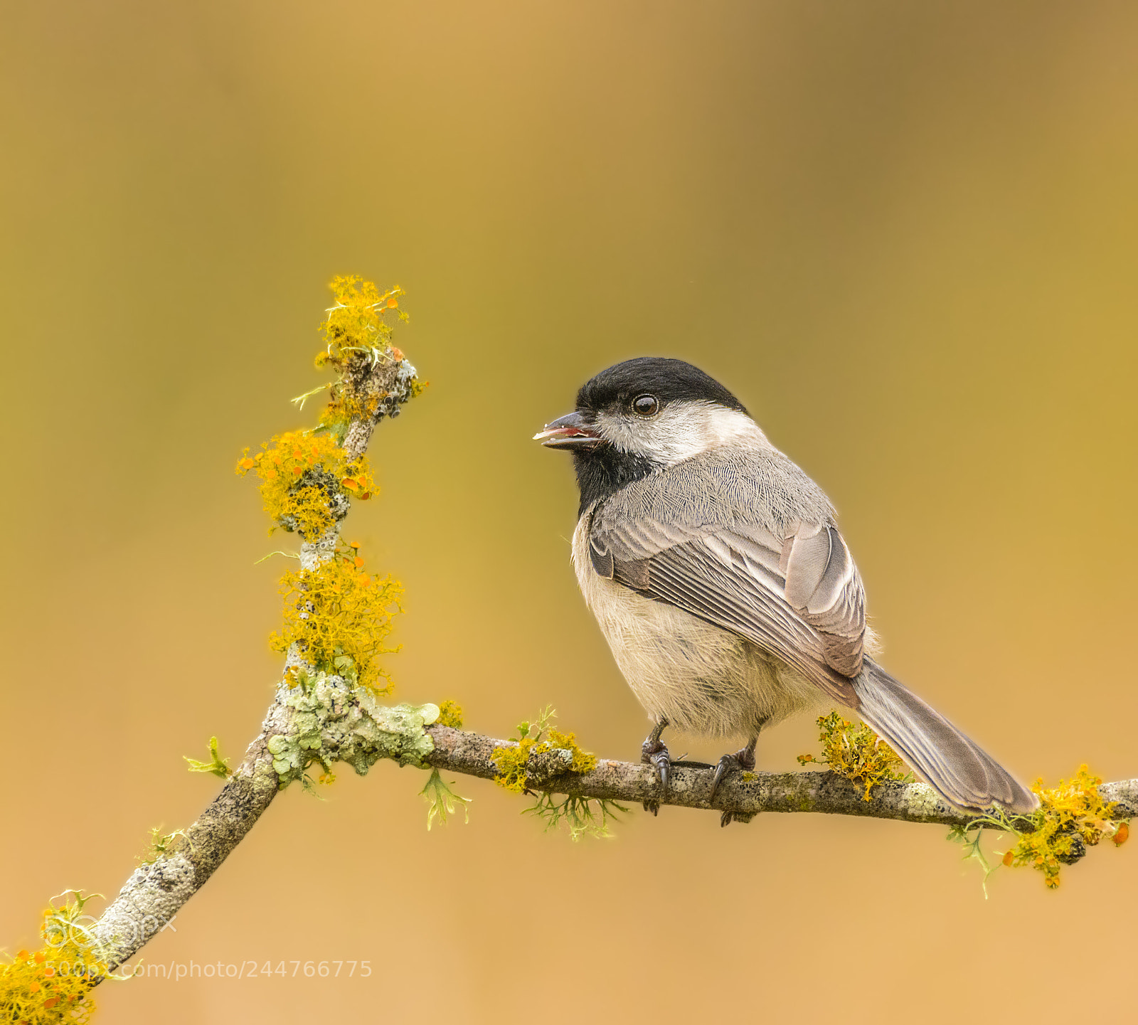 Nikon D7100 sample photo. Carolina chickadee photography